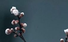 请问2023年是哪一年的农历?