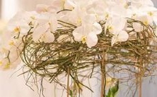 男狮子座一区和女巨蟹座一区的星座配对探究:性格差异、相处之道、未来发展可能性等方面的综合分析