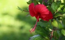 虎和龙的属相是否兼容?虎和龙的星座配对是否适合结婚?