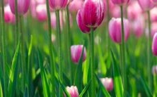 1955年属羊的命运:探索其五行属性与运程走向