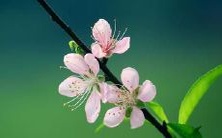 在梦中遭到黄鹄的咬击:一个充满象征意义的梦境的解析