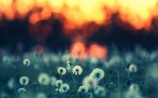 2005年出生的属鸡男孩命运如何?深度解析2005年属鸡人一生的发展趋势与财富运势!