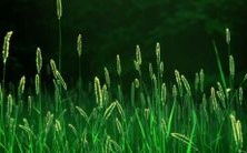 王者名字,有趣又可爱的女生沙雕风格,和简单清新的女生名字,你不可错过!