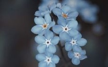 属鼠和属鸡的事业发展如何?这两个属相的人是否适合成为夫妻?