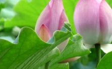 男羊女鸡的配对:探讨最佳宝宝产生的方法和是否适合成为夫妻的分析