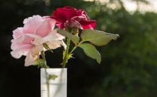 生辰八字金箔金命解析及其对应忌讳分析:不同月份出生的金箔金命如何影响命运?