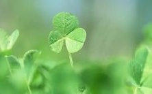 梦见吃到熟透柿子般红艳多汁的枣子,寓意着你将收获丰硕的人生果实,充满幸福与欢乐!