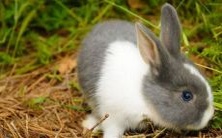 1963年属兔人即将到来的2023年运势与趋势剖析,揭秘60岁生肖兔在兔年每月运势变化的全面解读