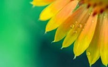 做梦时看到小狗是否表明着什么意思?梦见小狗要反咬自己,预示着什么?