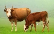 详尽解析:1985年属牛人在2023年的运势、吉凶趋势及该年度每月的运程状况