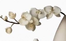 哪一年出生的人属于壁上土命?与何种命配对最佳?并且与井泉水命组成天作之合?