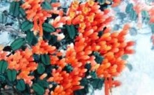 和女性属羊人的全年运势预测,包括财运、事业、健康和感情生活等方面