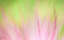 梦见死鱼和活鱼在水里的含义及预兆是什么? 如何解读梦中死鱼的象征意义?