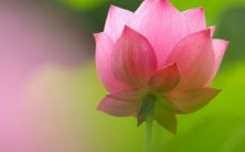 女性做梦梦见白狐狸咬自己是否具有什么特殊含义或预兆?