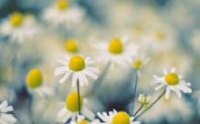 精选!优美且具古韵的帮派名字大收集!古风之韵盈溢,带有霸气之名令人心驰神往!