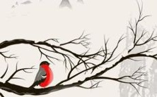 给你的鸡宝宝起个可爱又优美的女孩名字啦!