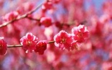 探究龙须树在风水中的象征意义与内涵:从历史背景到现代传统,深度解读龙须树在文化中的含义