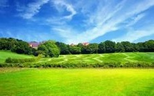 做梦梦见桂圆树代表什么含义?在现实中食用龙眼是否预示着任何重要征兆?