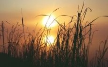 属牛的哪些月份出生最为适宜? 如何确定哪个年份出生的人属牛?