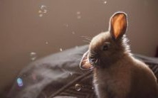 虎和猴的属相匹配度探究:它们真的不能成为夫妻吗?