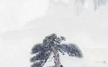 怎样通过八字排盘查询看正印坐正财在个人八字命盘中的位置与作用?