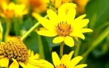 梦见自己在切生日蛋糕,究竟代表着怎样的寓意?