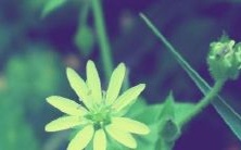 如果梦见鱼咬人,它可以预示什么?梦见鱼在水中跃出表示什么符号?