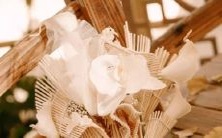 各类星座肥胖状况排行榜:排名、评估标准与调整建议