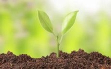 在梦中看到了圣贤的幻象:一场神秘而神奇的体验!