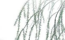 2022年羊年生肖的综合运势以及爱情、财运、工作、健康等各方面的表现如何呢?