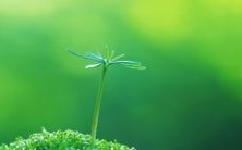 做梦梦见多头牛追赶攻击自己,会带来哪些预示和预兆?