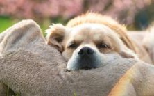 鼻梁的位置和高度是否关乎运气?探讨鼻梁的功能及其对人体特征的影响