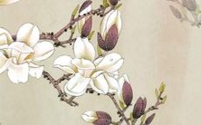 如何为女孩选取最佳老虎名字?