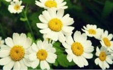 五行木多的女性如何选择匹配的男性伴侣?五行木多是否意味着财富与荣华?