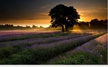 五行之中,木属性过度存在会带来哪些影响?如何有效化解过剩的五行木能量?