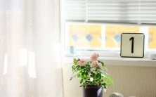 做梦梦见虱子并将其捏死:这究竟意味着什么?