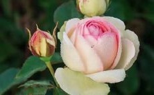 做梦怀孕时梦到食用橙子的象征意义及其可能的心理解读