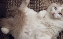 羊与猴的属相匹配度如何?在一起是否会对哪个属相造成不利影响?