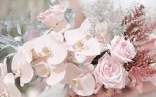 哪些星座具有最强烈的反叛精神和反抗意识?