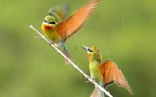 睡梦中出现家中壮观蛇形生物,究竟象征着何种含义?