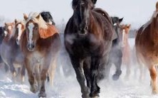 以出生时刻为标准,属马人具备哪些卓越品质和天赋才能?