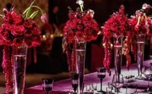 哪些星座具有快速学习一门语言的能力?