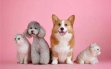 做梦梦见凤凰自天而降,预示着什么好坏兆头?