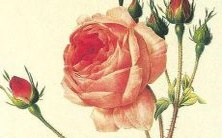 关于女孩名字选取:在选择女孩名字时,您认为“张什么瑜”是个好听的选择吗?