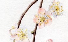 探秘日本文化:收集各种好听的日本名字,带你领略日系风情!