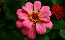 在梦中出现了一个巨大的盆子,让我感受到了巨大的惊奇和敬畏!