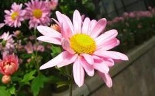 做梦梦见兔子死亡的象征意义是什么?