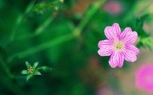 - 典雅又柔美的网名合集:让你沉浸在星辰大海中的网名选择