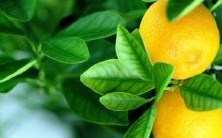 分享:带有媗字的可爱且温柔善良的宝宝名字推荐