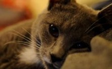 沉浸诗意之中:七字唯美古风韵味盎然的网络昵称